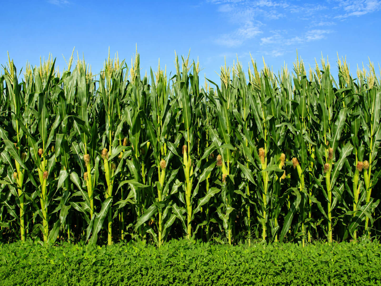 Campo di granturco maturo in fase pre–raccolta.